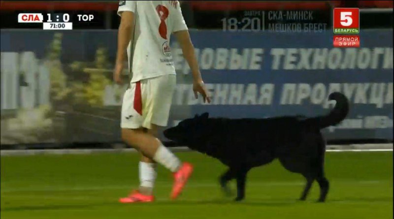 Собака